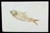 Detailed Fossil Fish (Knightia) - Wyoming #99424-1